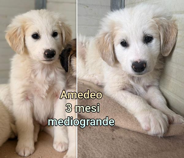 Meravigliosi cuccioli dai 2 mesi Foto 3