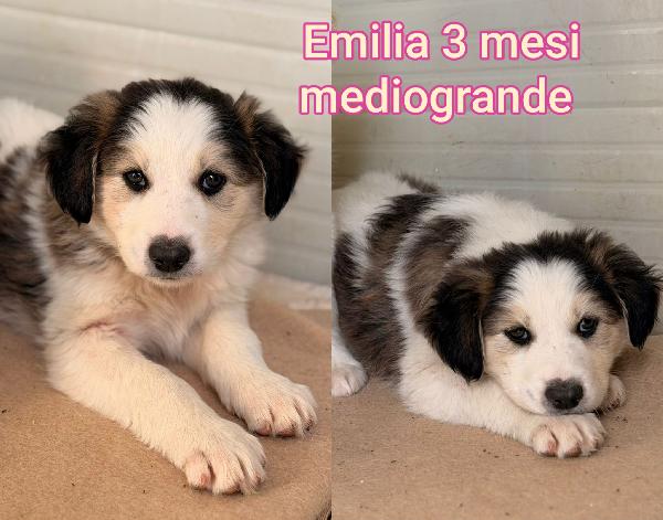 Meravigliosi cuccioli dai 2 mesi Foto 4