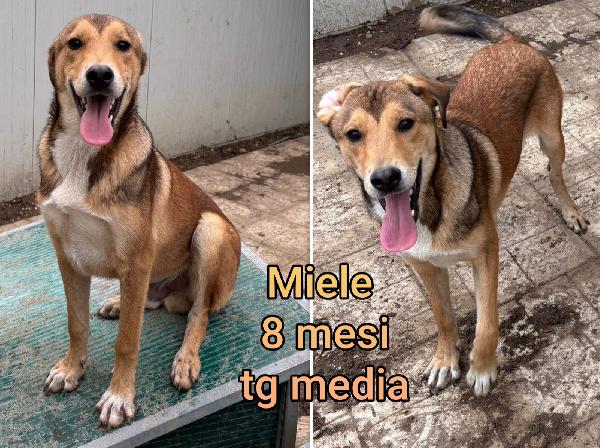 Meravigliosi cuccioli dai 2 mesi Foto 5