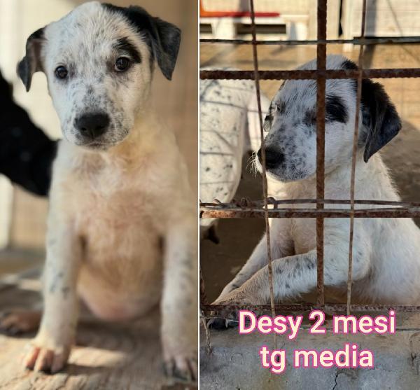 Meravigliosi cuccioli dai 2 mesi Foto 6