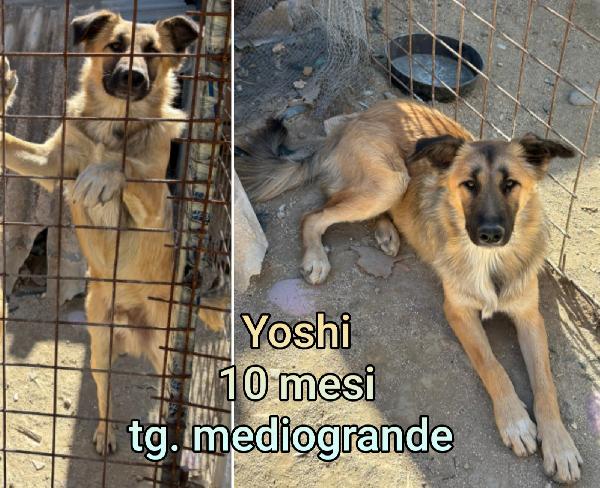 Meravigliosi cuccioli dai 2 mesi Foto 7