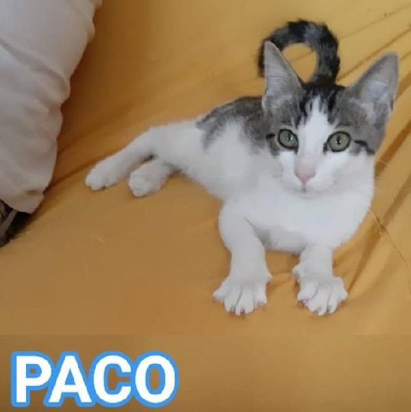 Paco, Dolce Micino In Adozione!