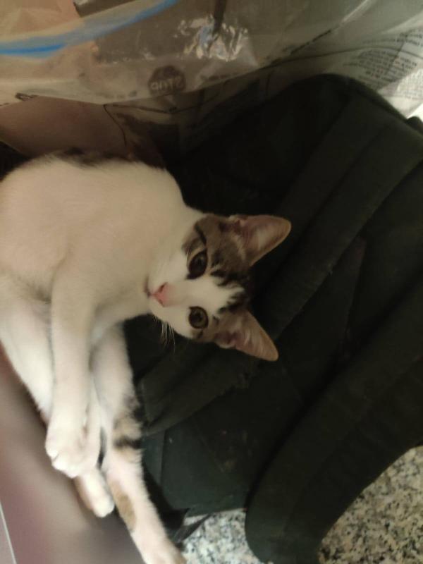 PACO, dolce micino in adozione! Foto 4