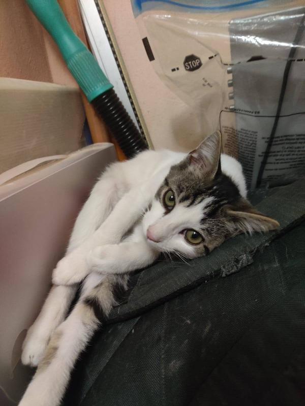 PACO, dolce micino in adozione! Foto 7