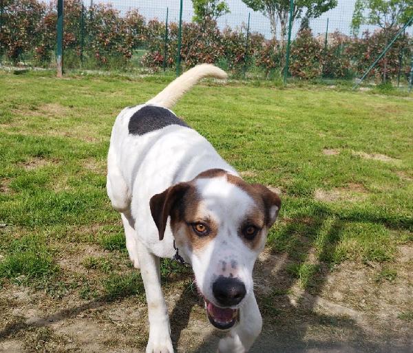 Ciccio cerca casa Foto 3