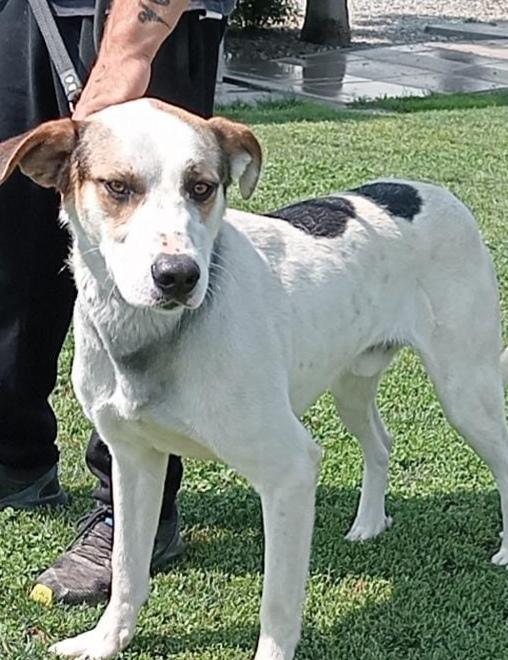 Ciccio cerca casa Foto 4