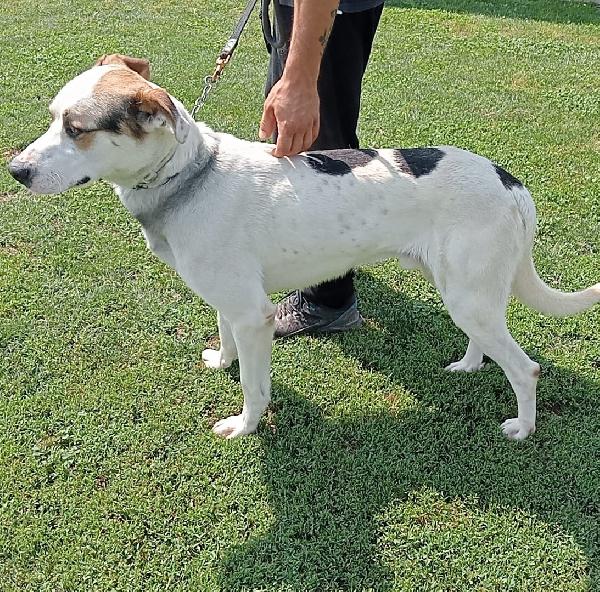 Ciccio cerca casa Foto 6