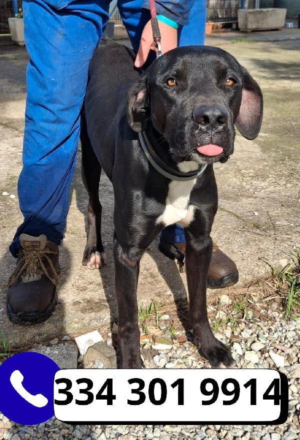 BENNY taglia medio-grande  Foto 2