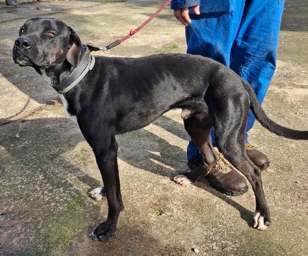 BENNY taglia medio-grande  Foto 5