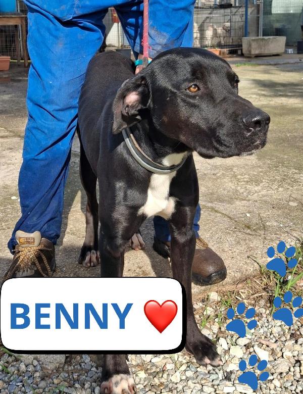 Benny Taglia Medio-Grande ♥️