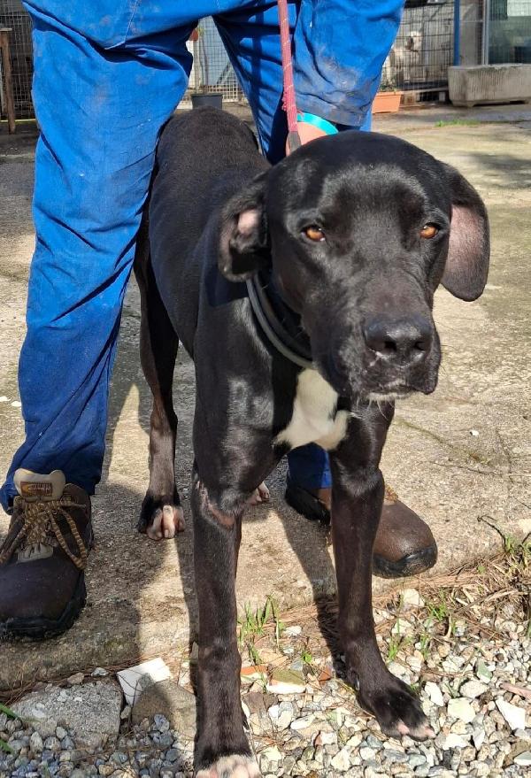 BENNY taglia medio-grande ♥️ Foto 3