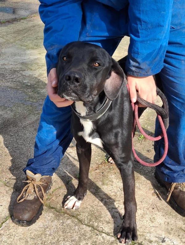 BENNY taglia medio-grande ♥️ Foto 4