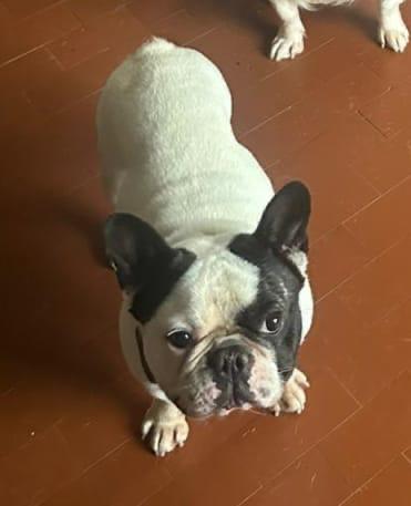 ARLO Bouledogue francese ♥️ Foto 2