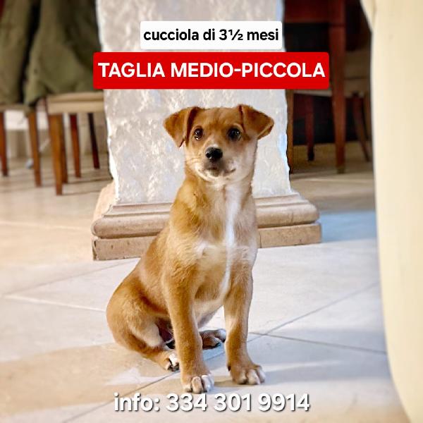 Ornella Cucciola Di Tre Mesi