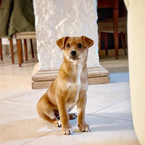 ORNELLA cucciola di tre mesi Foto 2