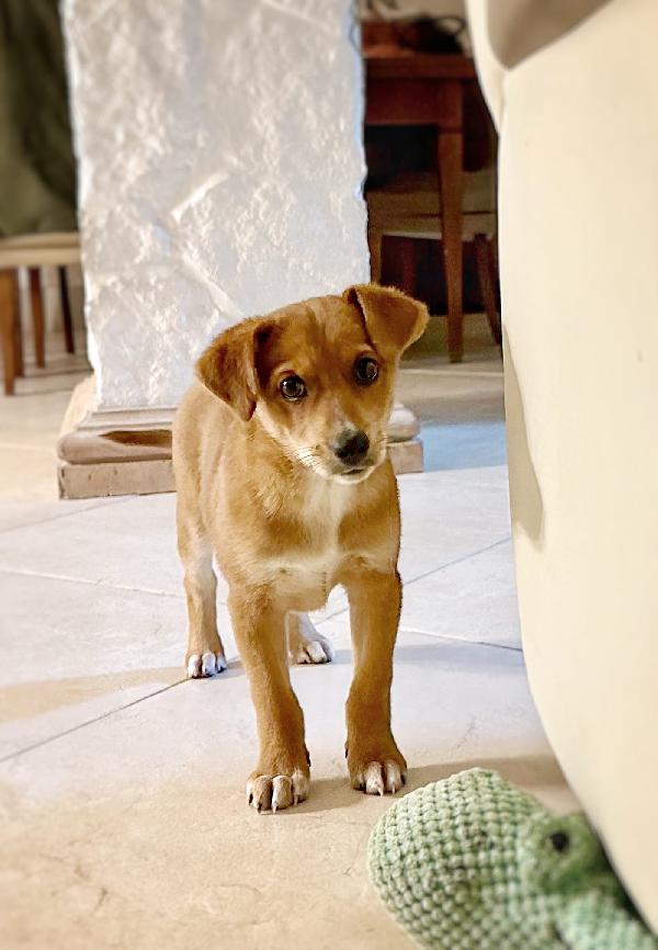 ORNELLA cucciola di tre mesi Foto 4