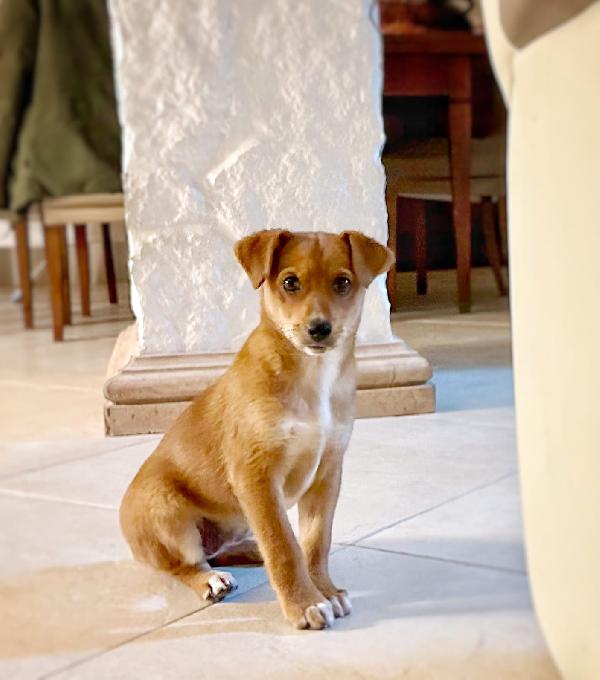 ORNELLA cucciola di 3 mesi ♥️ Foto 3