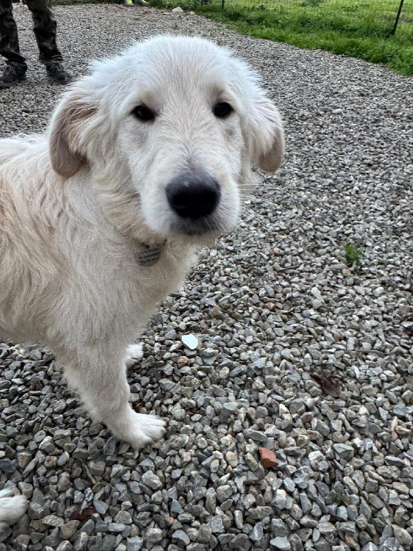 Lilly Splendida Dolce Cucciola Cerca Famiglia 