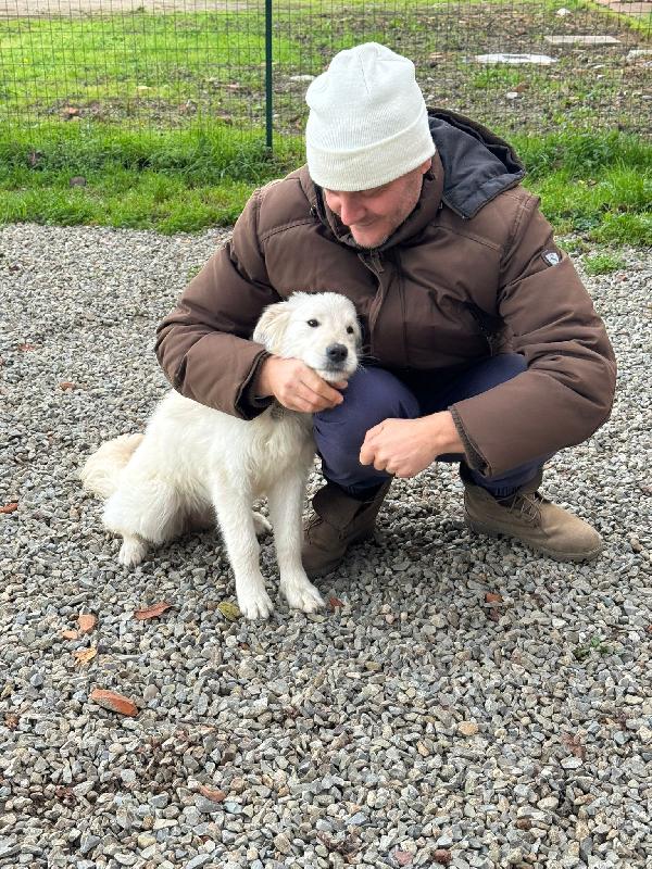 Lilly splendida dolce cucciola cerca famiglia  Foto 2
