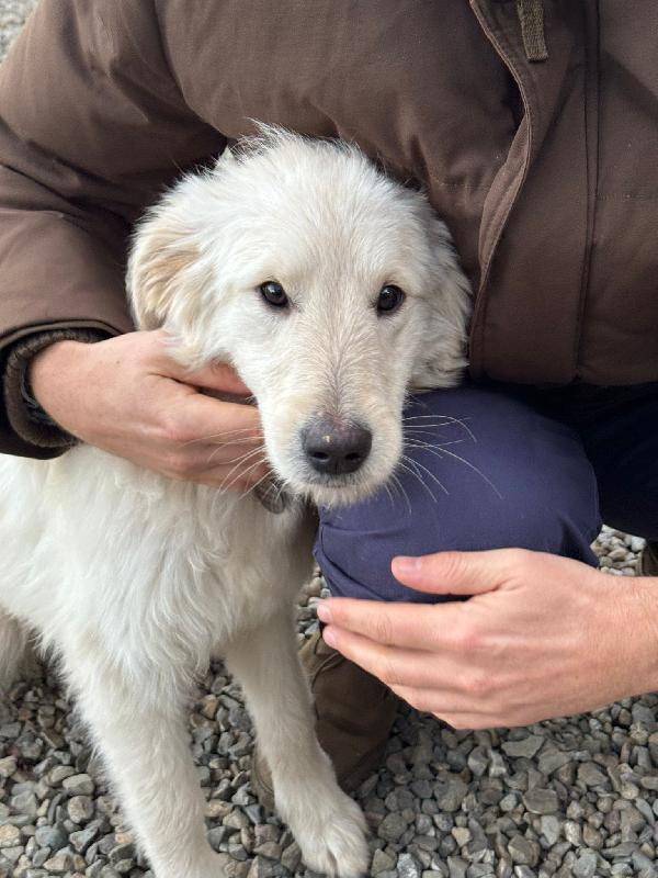 Lilly splendida dolce cucciola cerca famiglia  Foto 3