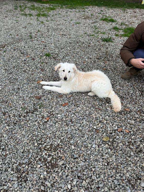 Lilly splendida dolce cucciola cerca famiglia  Foto 4