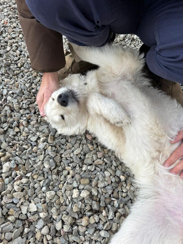 Lilly splendida dolce cucciola cerca famiglia  Foto 5