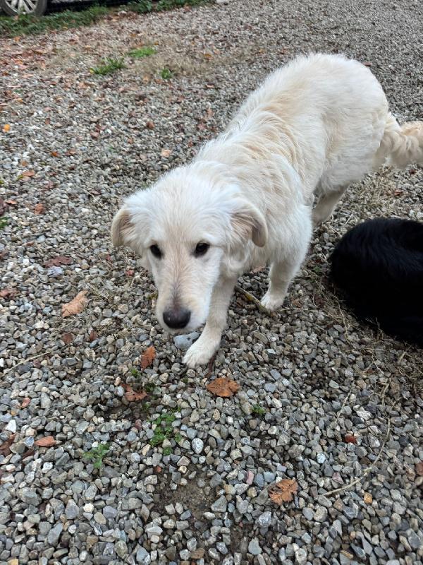 Lilly splendida dolce cucciola cerca famiglia  Foto 6