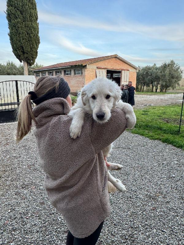 Lilly splendida dolce cucciola cerca famiglia  Foto 7