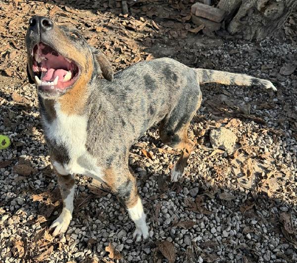 Astrid 1 anno taglia media  Foto 2