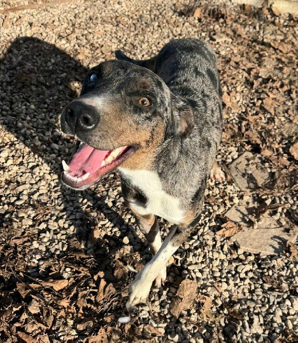 Astrid 1 anno taglia media  Foto 3