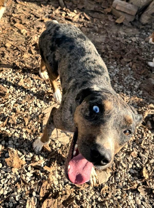 Astrid 1 anno taglia media  Foto 5