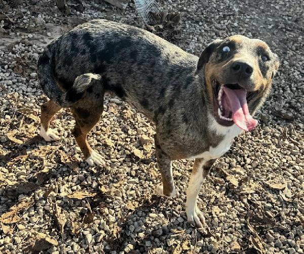 Astrid 1 anno taglia media  Foto 4