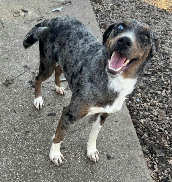 Astrid 1 anno taglia media  Foto 6