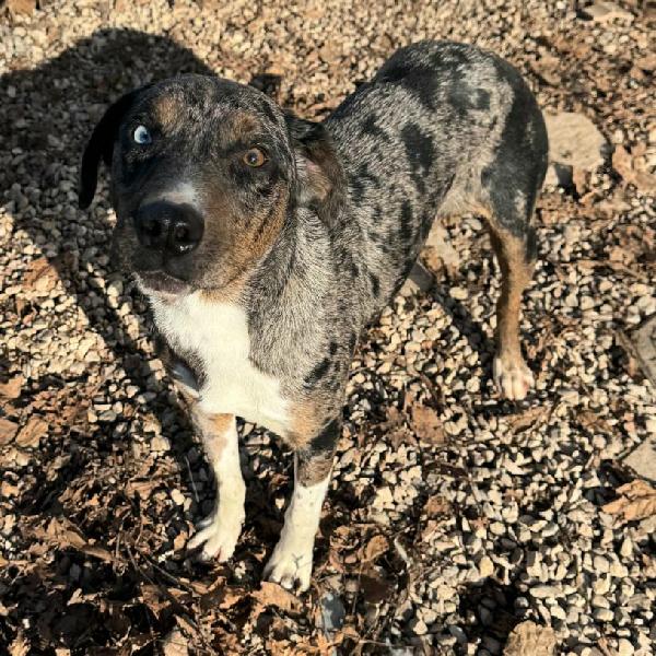 Astrid 1 anno taglia media  Foto 7