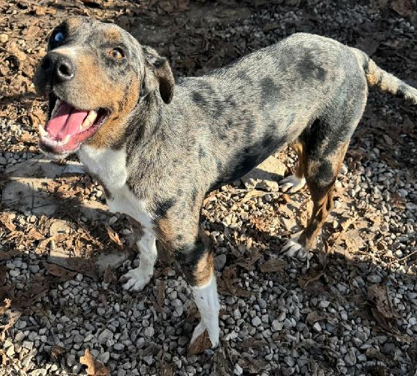 Astrid 1 anno taglia media  Foto 8