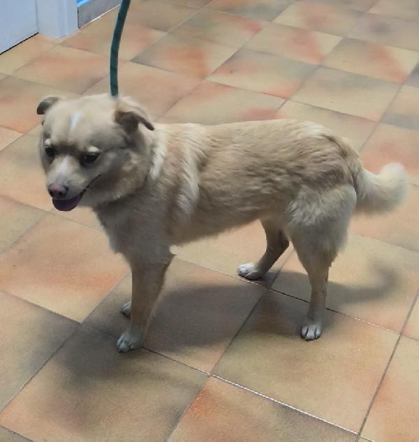 Choco Un Bellissimo Volpinetto In Adozione Cerca Casa 