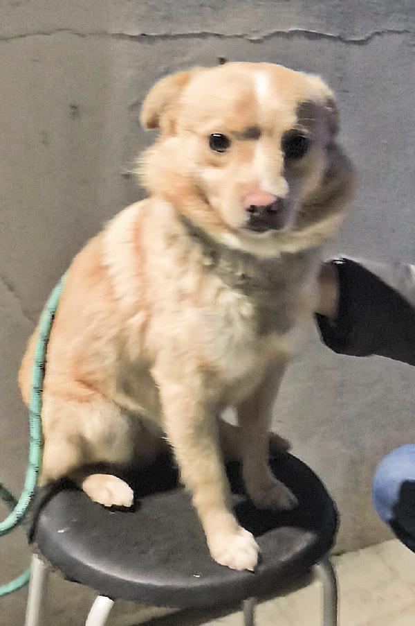 Choco un bellissimo volpinetto in adozione cerca casa  Foto 2