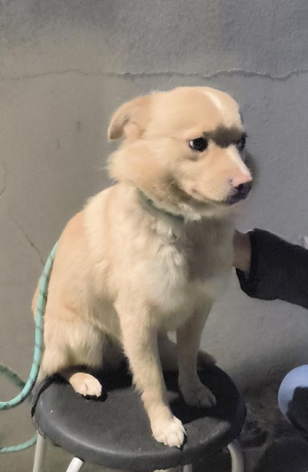 Choco un bellissimo volpinetto in adozione cerca casa  Foto 3