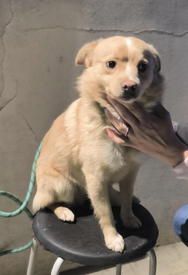 Choco un bellissimo volpinetto in adozione cerca casa  Foto 5