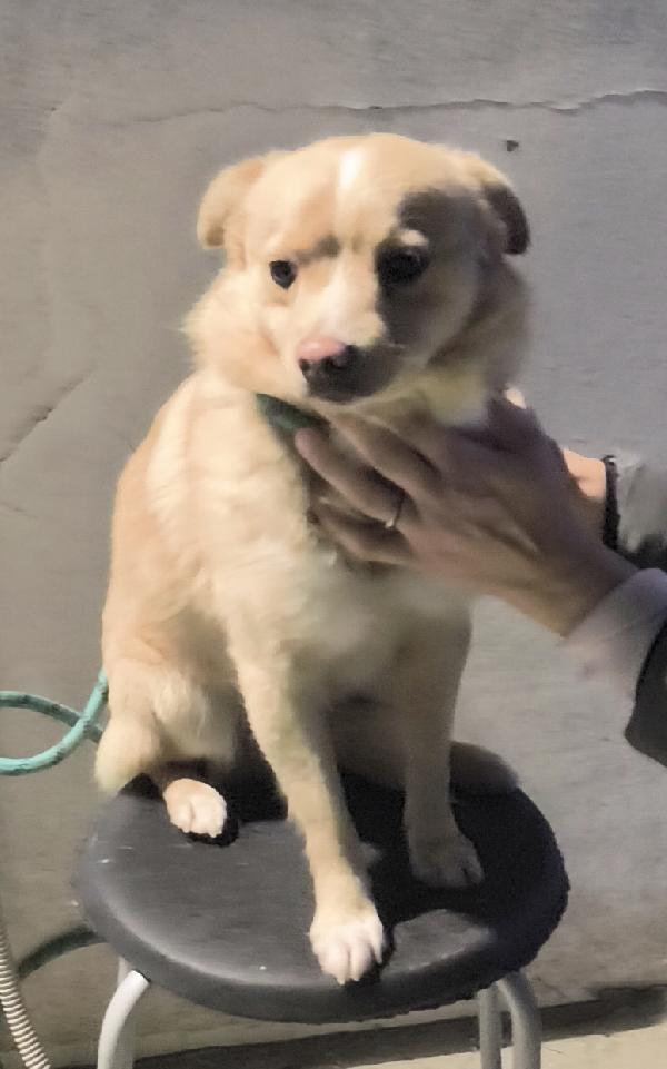 Choco un bellissimo volpinetto in adozione cerca casa  Foto 6