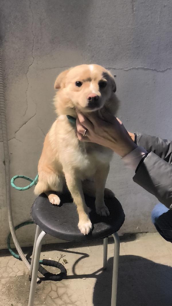 Choco un bellissimo volpinetto in adozione cerca casa  Foto 7