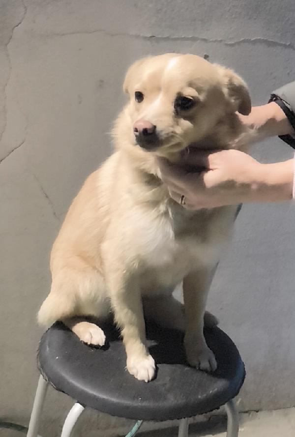 Choco un bellissimo volpinetto in adozione cerca casa  Foto 8