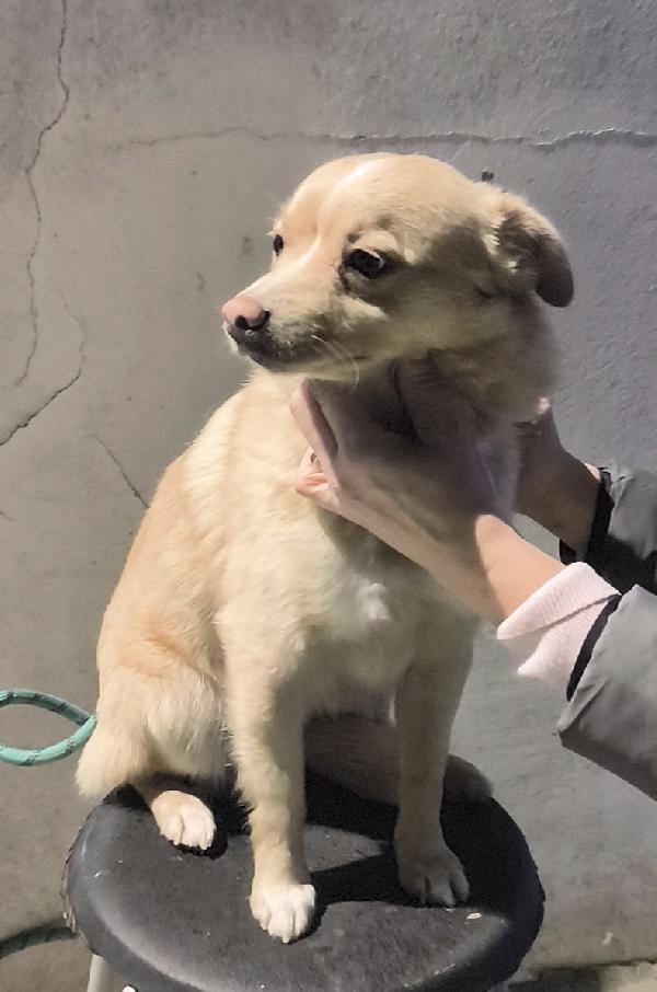 Choco un bellissimo volpinetto in adozione cerca casa  Foto 9