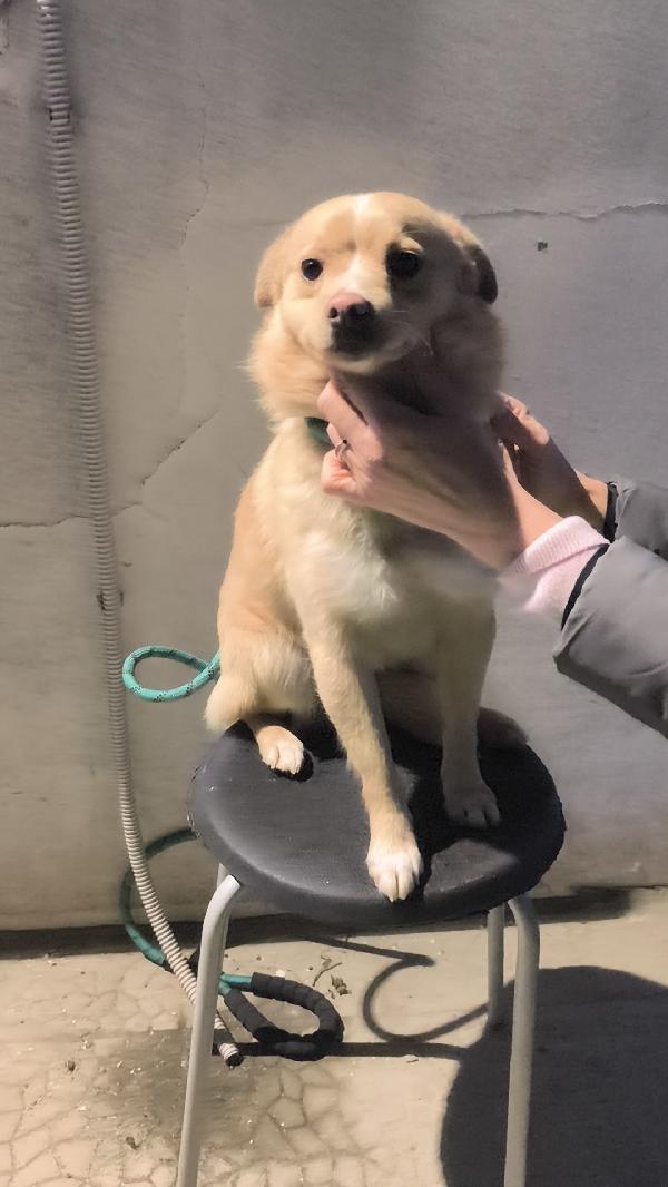 Cagnolino cerca casa e un amorevole famiglia  Foto 5