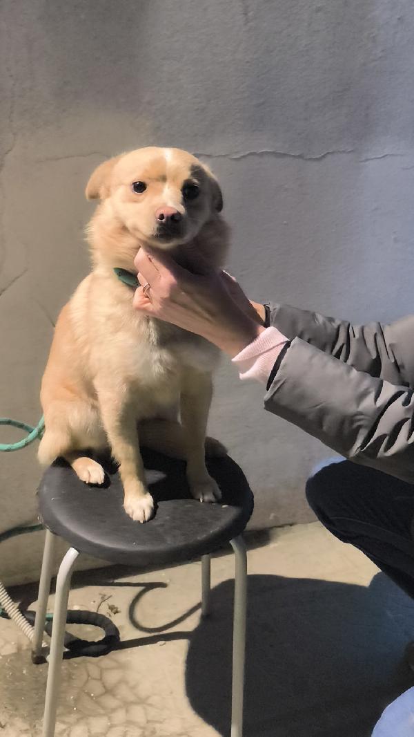 Cagnolino cerca casa e un amorevole famiglia  Foto 7