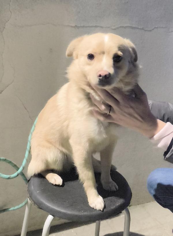 Cagnolino cerca casa e un amorevole famiglia  Foto 8