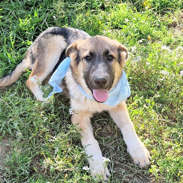 Draco ,Non Deve Spegnersi In Canile.adottabile In Tutta Italia!