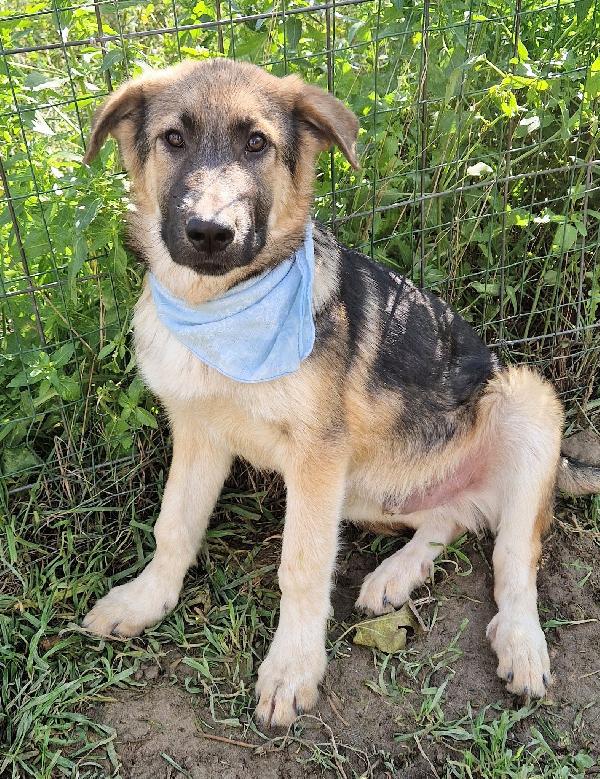 DRACO ,NON DEVE SPEGNERSI IN CANILE.ADOTTABILE IN TUTTA ITALIA! Foto 2