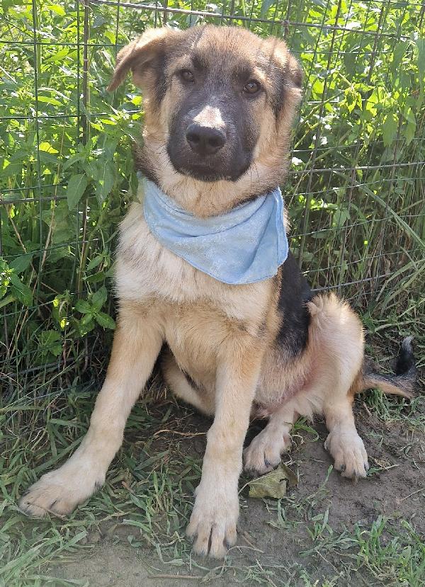 DRACO ,NON DEVE SPEGNERSI IN CANILE.ADOTTABILE IN TUTTA ITALIA! Foto 3