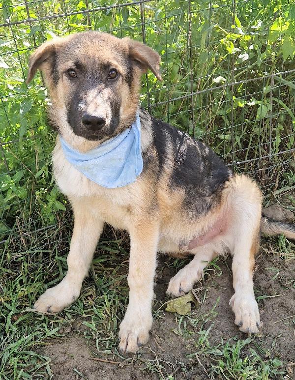 DRACO ,NON DEVE SPEGNERSI IN CANILE.ADOTTABILE IN TUTTA ITALIA! Foto 4